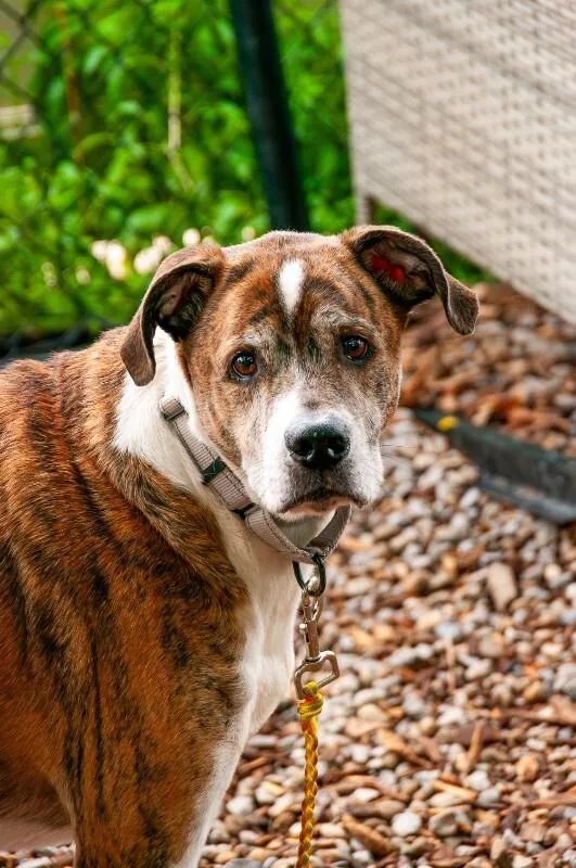 A senior large-sized male Brindle Mixed Breed dog named Flashy for adoption in Cincinnati, OH