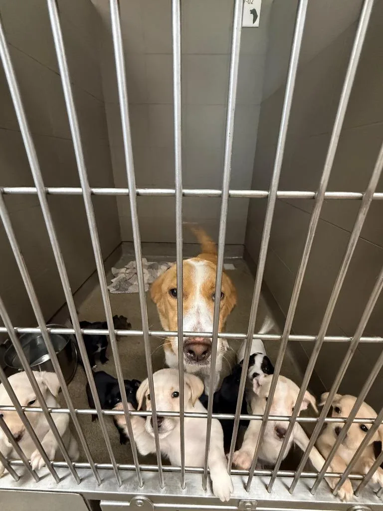 A young medium-sized female Mixed Breed dog named Honey Bun for adoption in Rome, GA