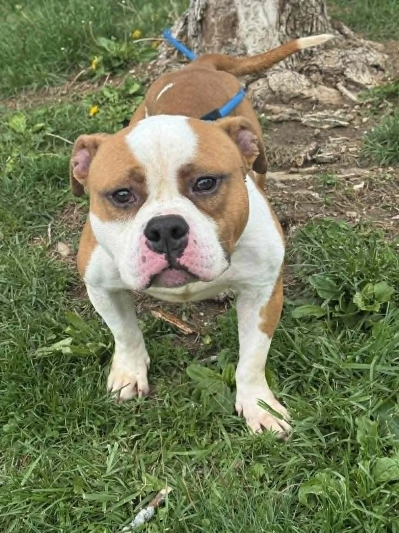 An adult medium-sized male Yellow / Tan / Blond / Fawn Pit Bull Terrier dog named Bubba for adoption in Springfield, IL