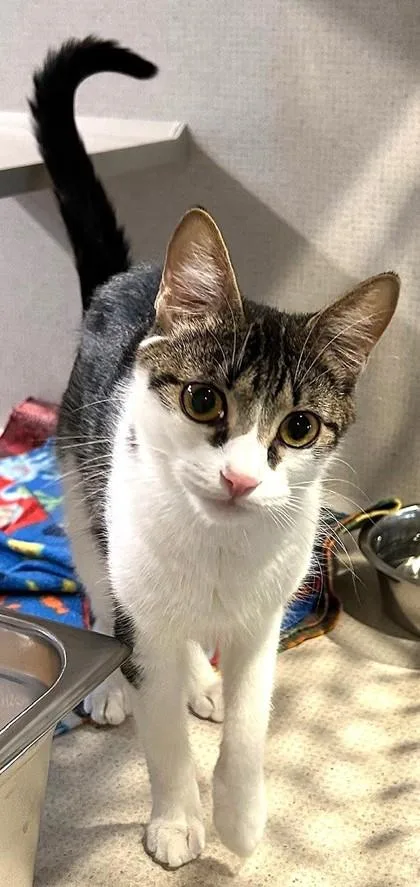 An adult medium-sized female White Domestic Short Hair cat named Penelope for adoption in Stanwood, WA