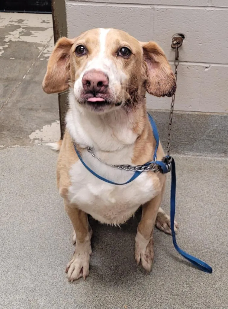A senior large-sized male Labrador Retriever dog named Hefner for adoption in Hopkinsville, KY