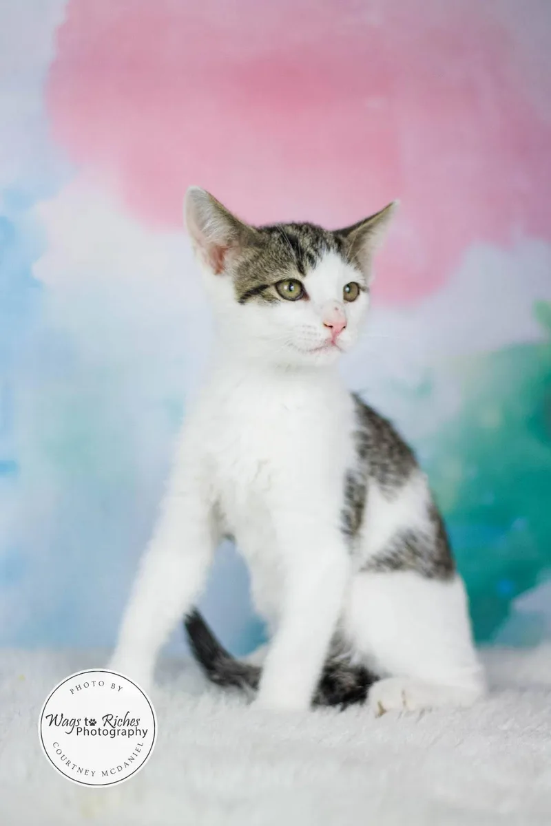 A young medium-sized male Domestic Short Hair cat named Moe for adoption in Tuscaloosa, AL