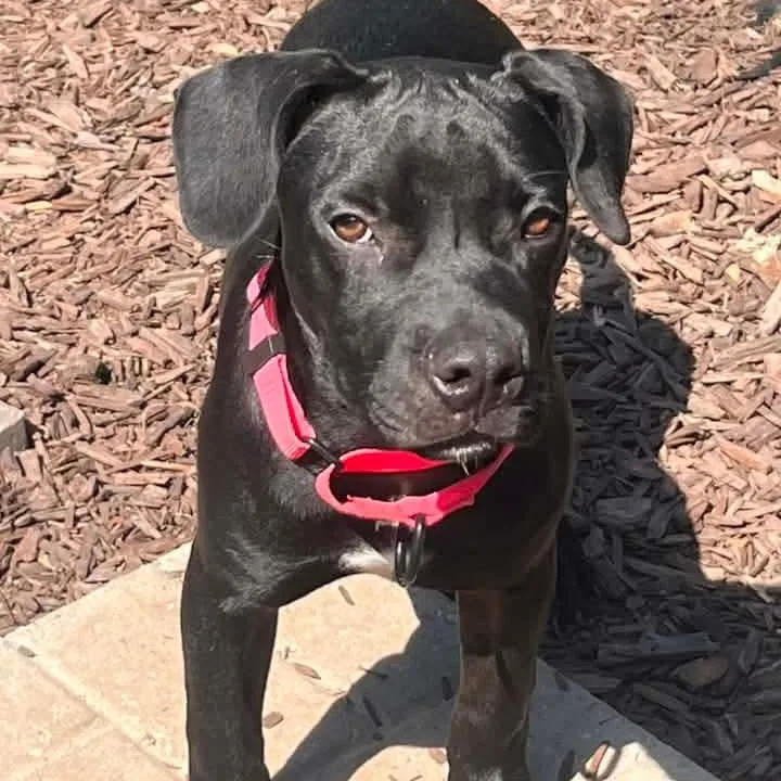 A baby medium-sized female Mixed Breed dog named Jeannette for adoption in East Peoria, IL