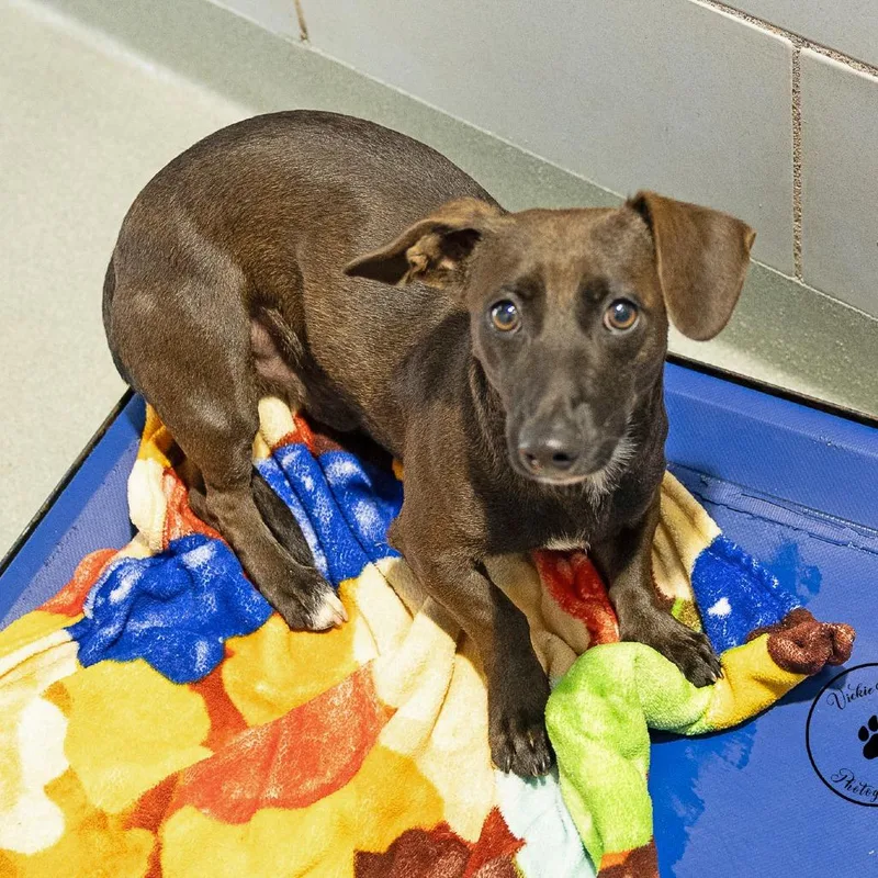An adult small-sized male Black Dachshund dog named Chief Boyrdy for adoption in Abilene, TX