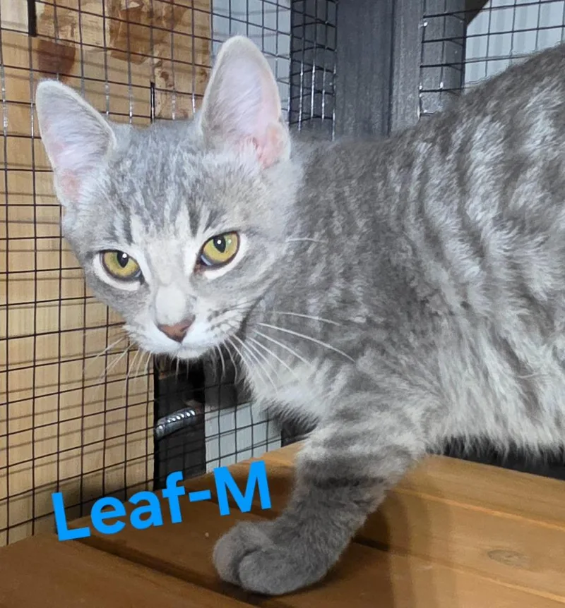 A baby medium-sized male Domestic Short Hair cat named Leaf for adoption in Cloquet, MN