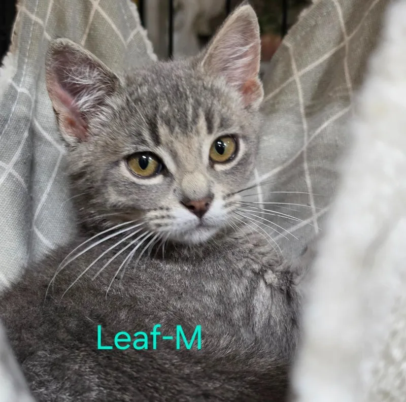 Leaf thumbnail 2