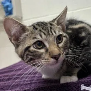 A baby small-sized male Brown / Chocolate Domestic Short Hair cat named Silly Goofy for adoption in Murray, UT