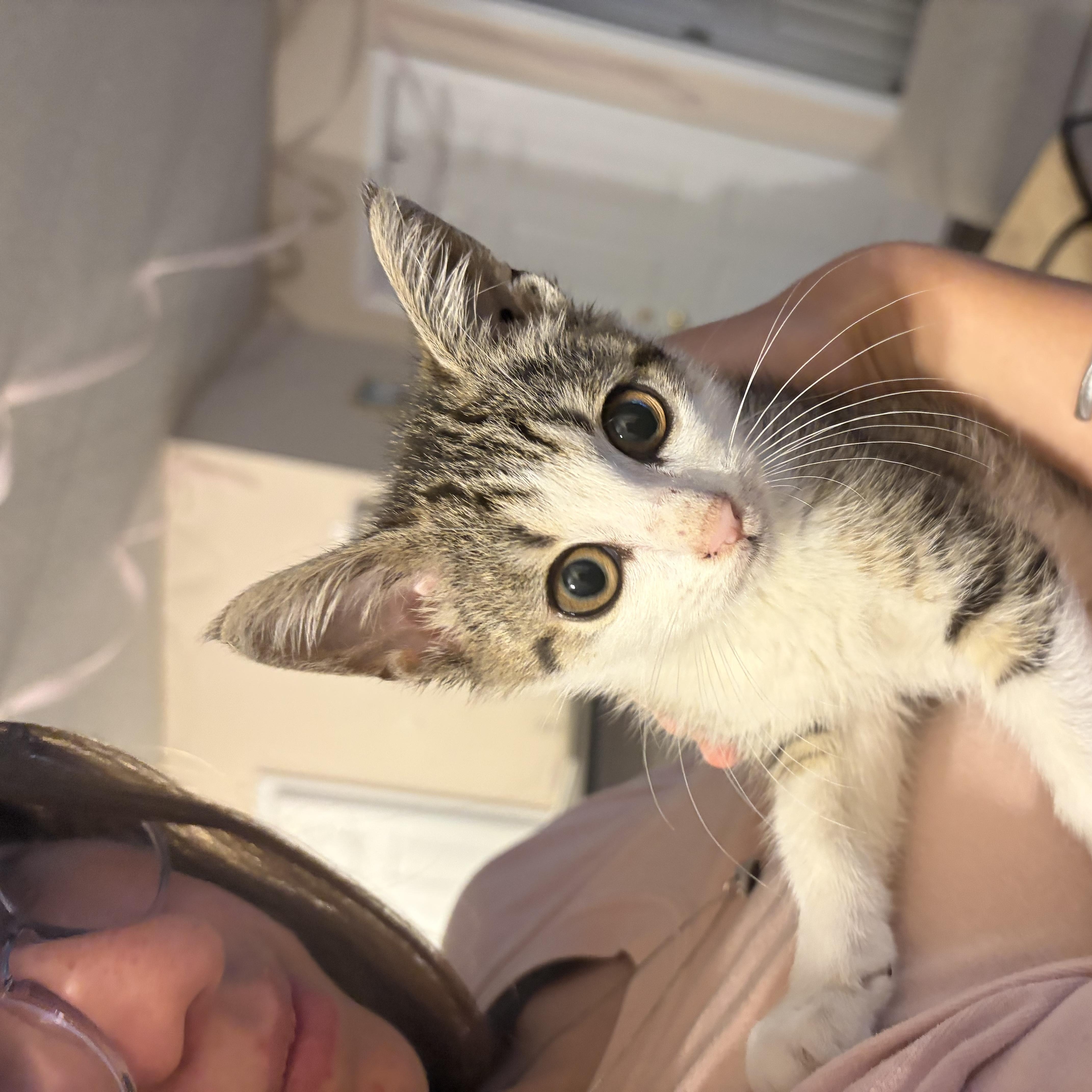 A baby medium-sized male White Domestic Short Hair cat named Azriel for adoption in Colbert, GA