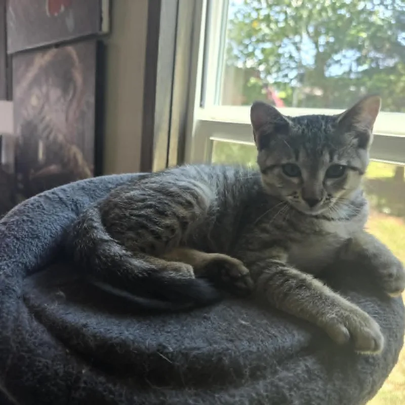 A baby small-sized female Brown / Chocolate Domestic Short Hair cat named Feyre for adoption in Newcastle, OK