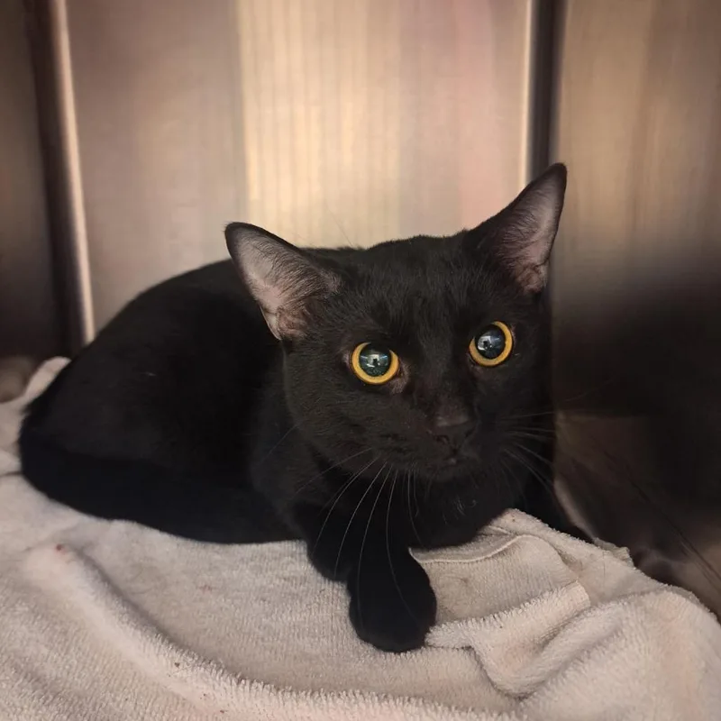 An adult large-sized male Black Domestic Short Hair cat named Potato for adoption in Pensacola, FL