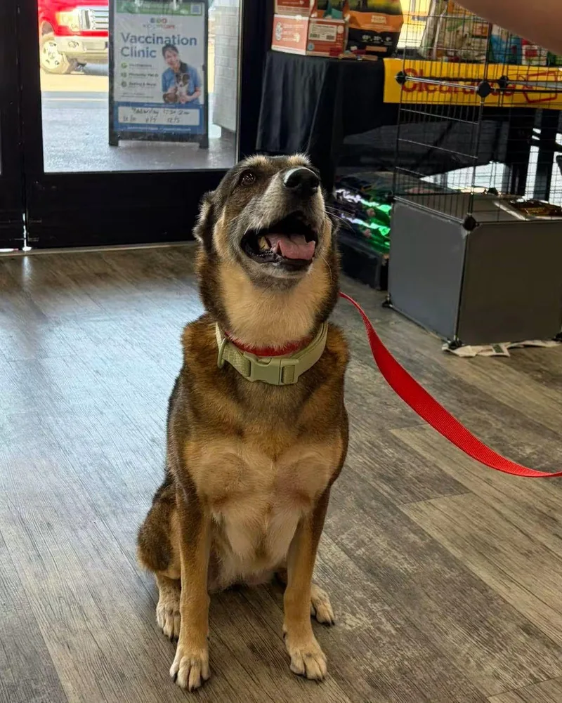 A senior large-sized female German Shepherd Dog dog named Jackie for adoption in Panama City, FL