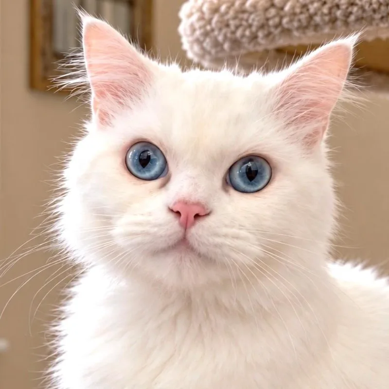 Chiffon  Persian Doll thumbnail 2