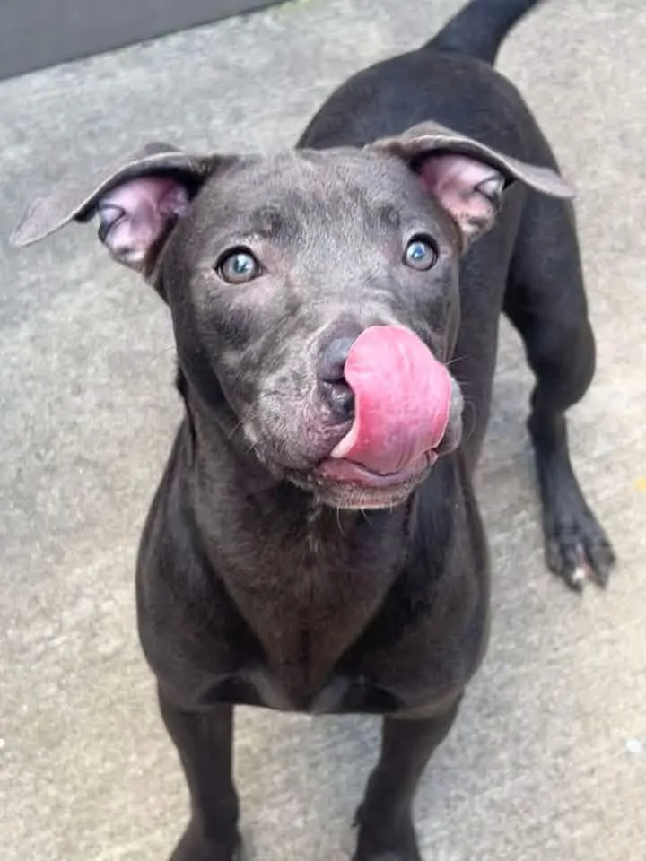 An adult medium-sized female Gray / Blue / Silver Pit Bull Terrier dog named Riva for adoption in Chicago, IL