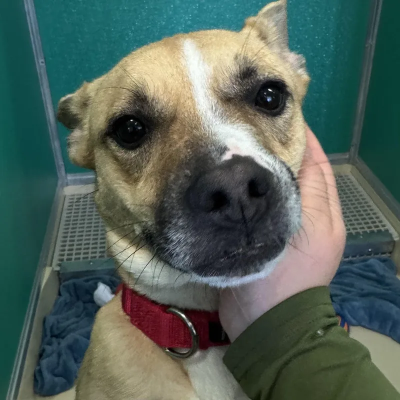 Vincenza thumbnail 2