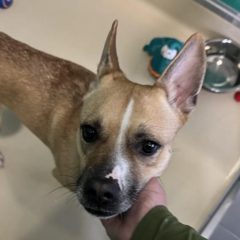 Vincenza thumbnail 3