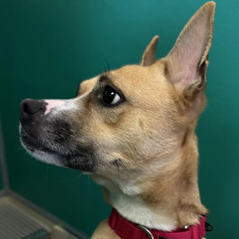 Vincenza thumbnail 4