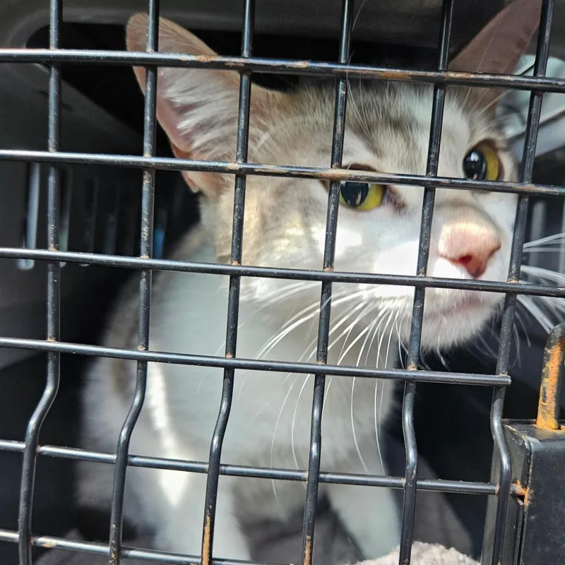 A young medium-sized female Gray / Blue / Silver American Shorthair cat named Lolita for adoption in Lake Jackson, TX
