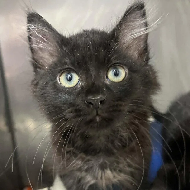 A baby medium-sized male Black Domestic Long Hair cat named Tiddlywink for adoption in Candler, NC