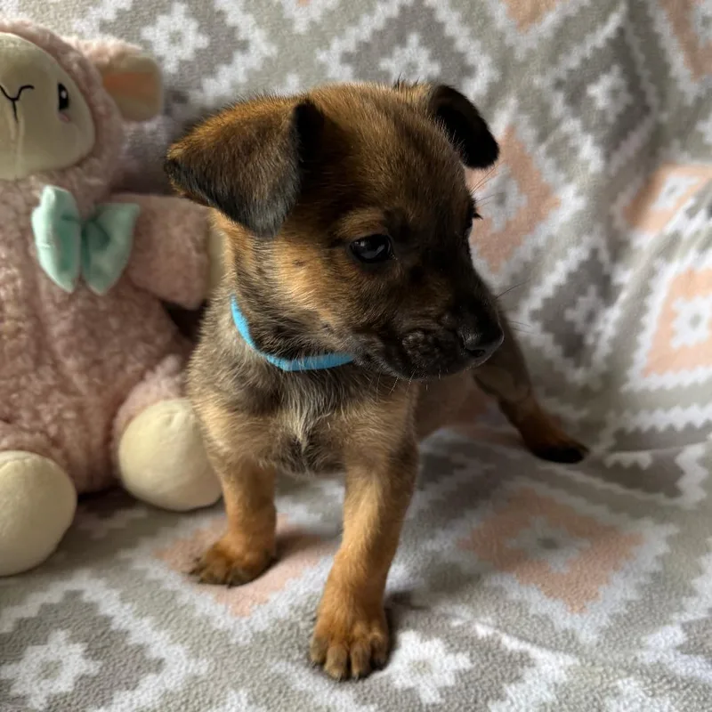 Bolander thumbnail 3