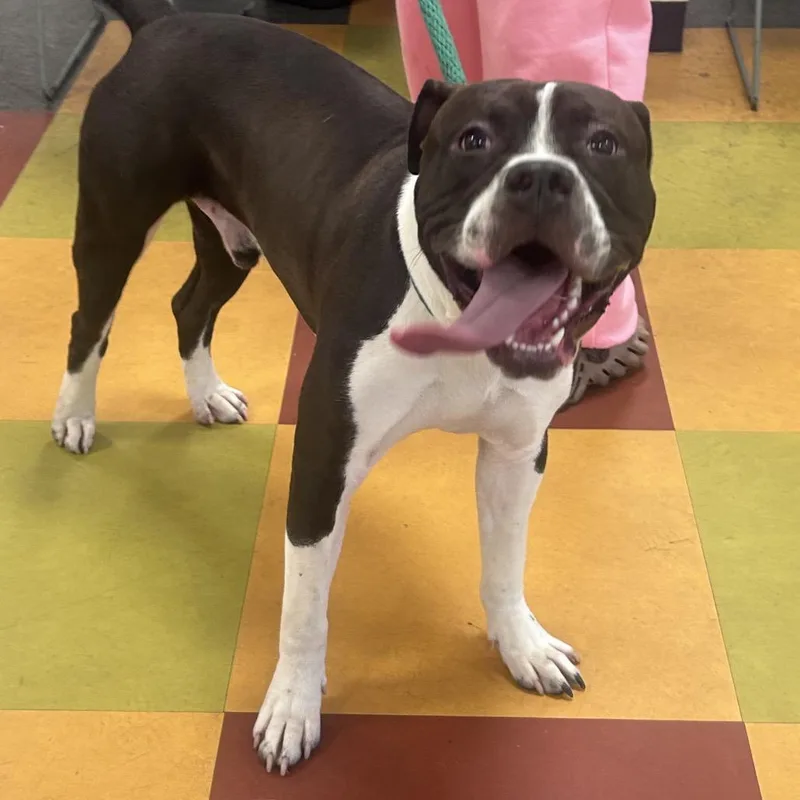 A young medium-sized male Black Mixed Breed dog named Droolius Caesar for adoption in Philadelphia, PA