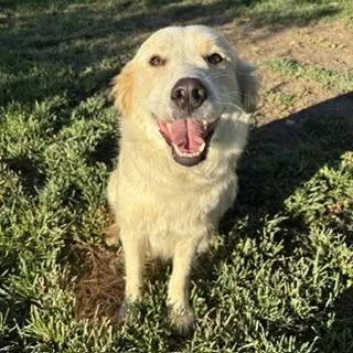 A young large-sized female Great Pyrenees dog named Jessica for adoption in Modesto, CA