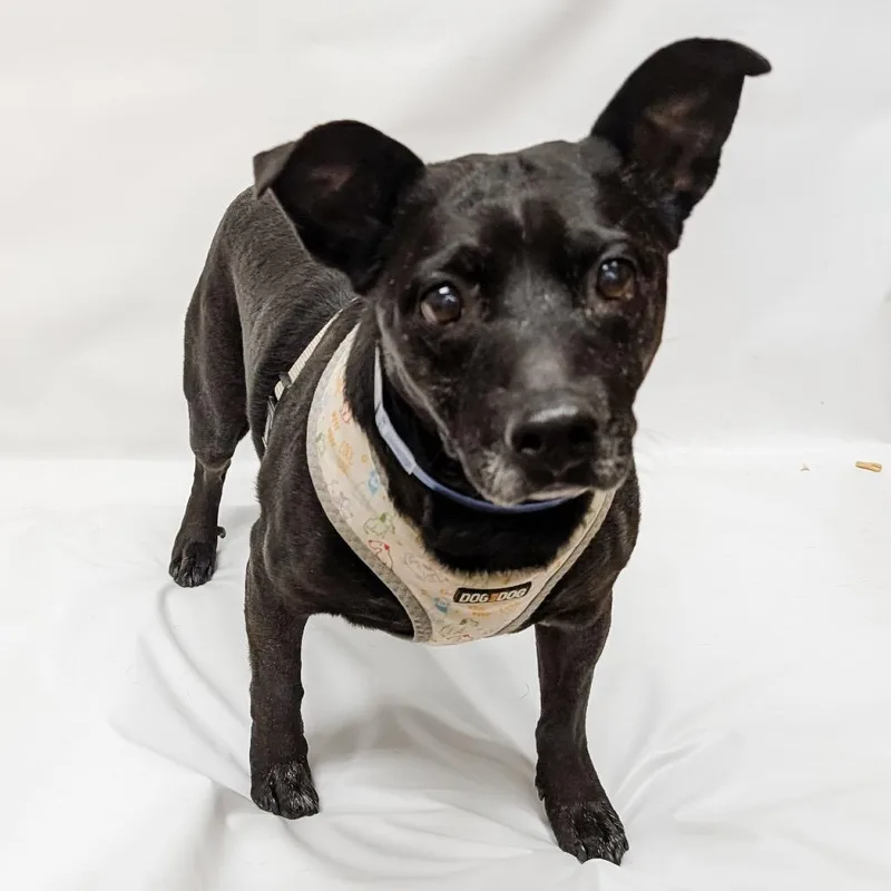 A senior medium-sized male Black Mixed Breed dog named Smokey for adoption in Parker, CO