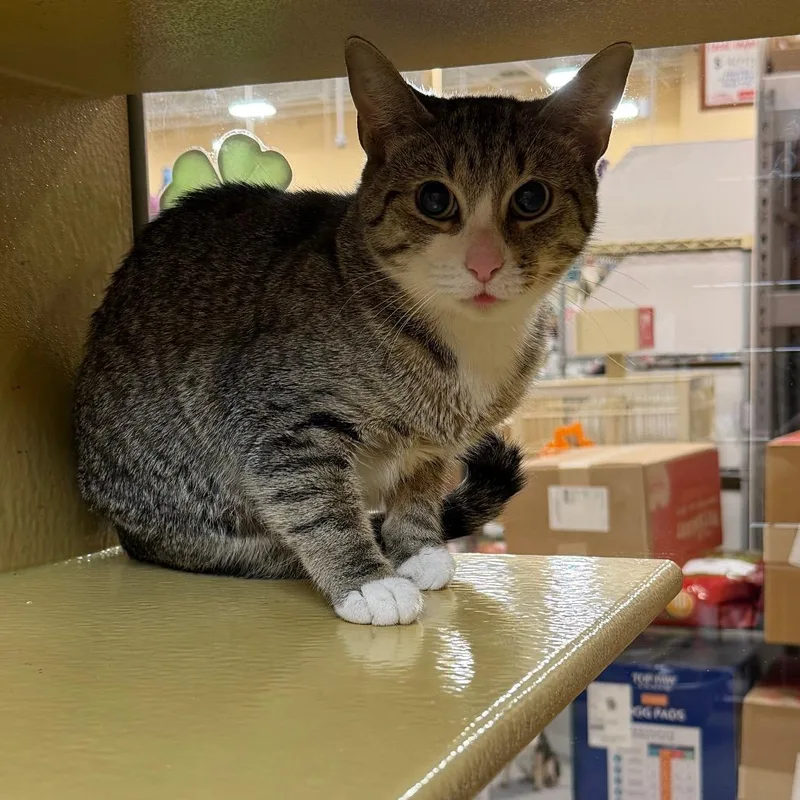 An adult medium-sized female Buff / Tan / Fawn Domestic Short Hair cat named Bean for adoption in Philadelphia, PA