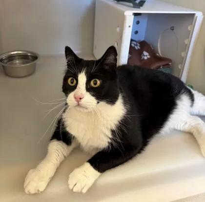 A senior extra large-sized male Domestic Short Hair cat named Levi for adoption in Kalispell, MT