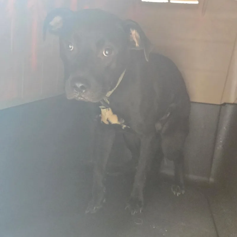 A young medium-sized female Black Mixed Breed dog named Waffle for adoption in Mount Gilead, NC
