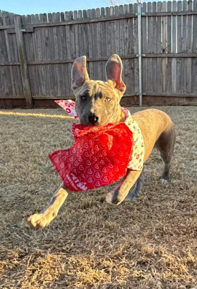 A baby medium-sized female White / Cream Pit Bull Terrier dog named Autumn for adoption in Shawnee, OK