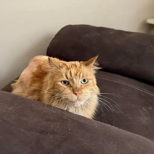 Tigger