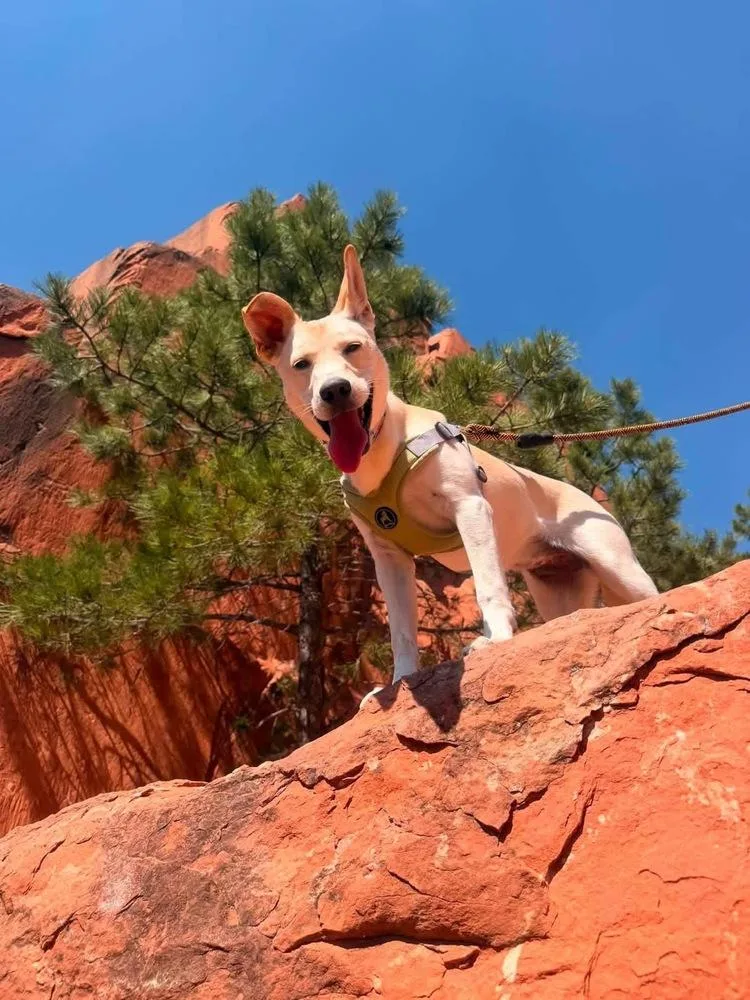 A baby medium-sized female Tricolor (Brown, Black, & White) Cattle Dog dog named Honey for adoption in Colorado Springs, CO