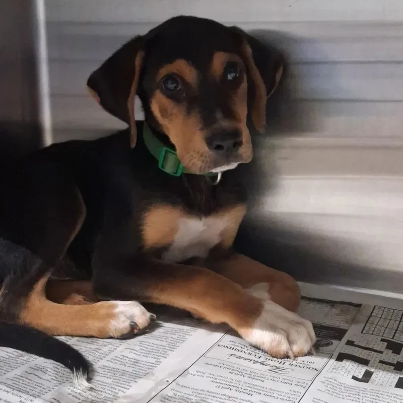 A baby small-sized male Black Mixed Breed dog named Uber for adoption in Pauls Valley, OK