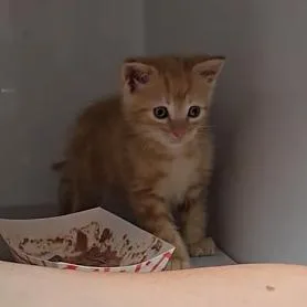 A baby small-sized male Orange / Red Domestic Short Hair cat named Sweet Pea for adoption in Branson, MO
