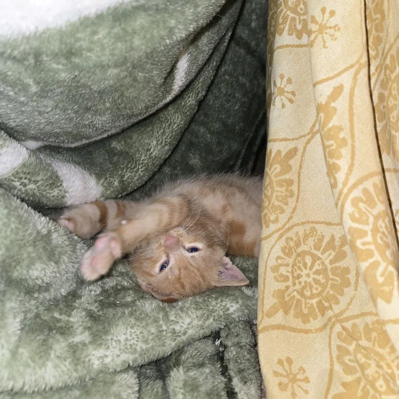 Sweet Pea thumbnail 3