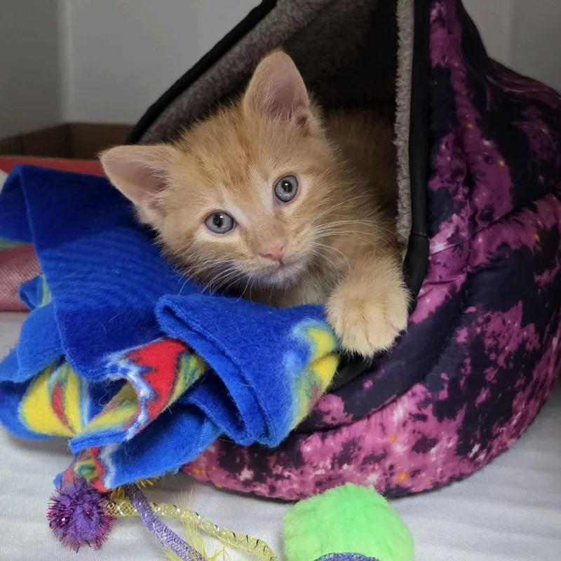 Sweet Pea thumbnail 4