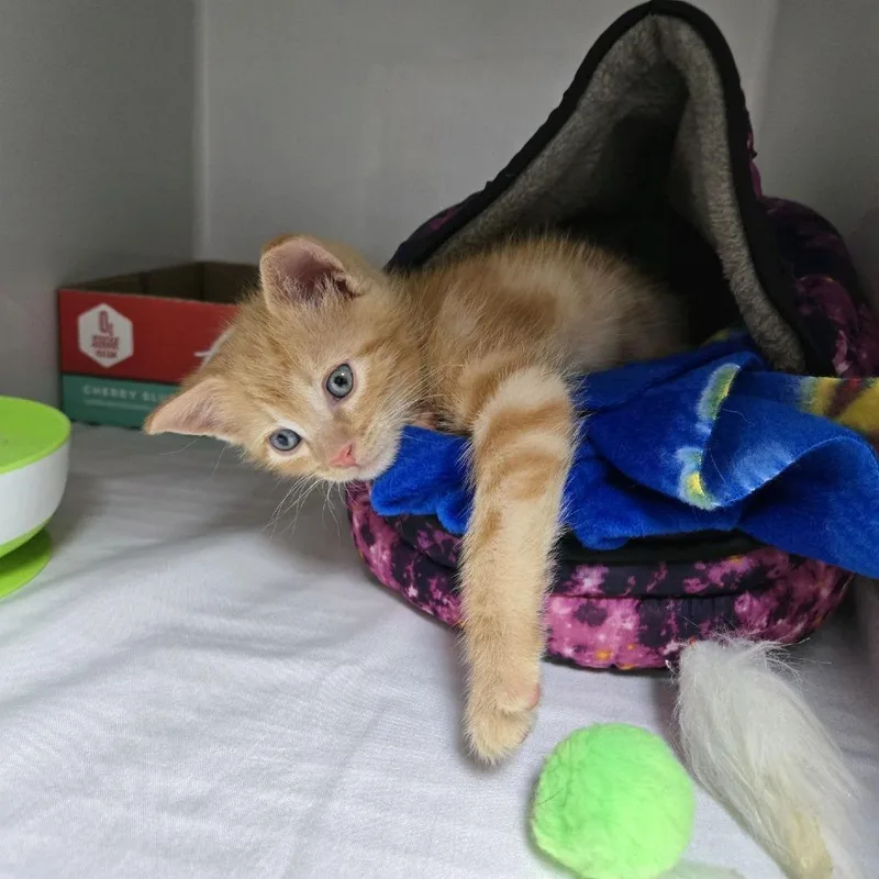 Sweet Pea thumbnail 5