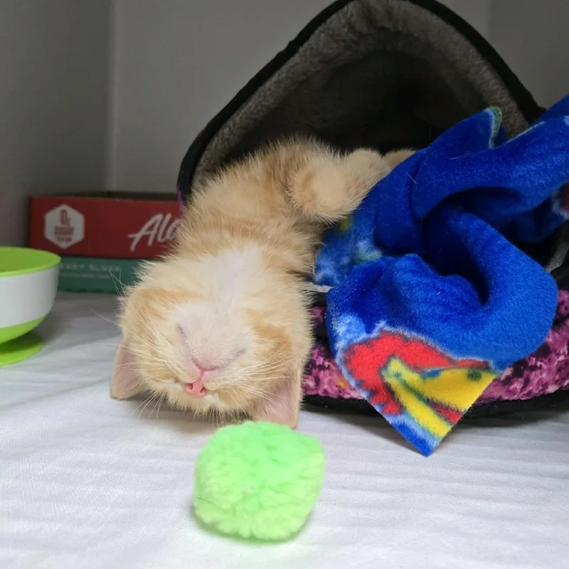 Sweet Pea thumbnail 6