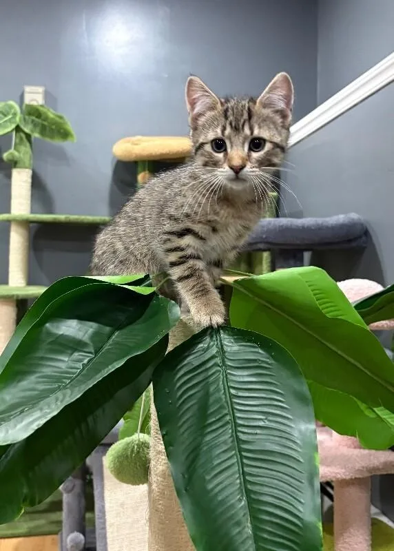 An adult medium-sized male Tabby (Brown / Chocolate) Domestic Short Hair cat named Whiskey for adoption in North Babylon, NY