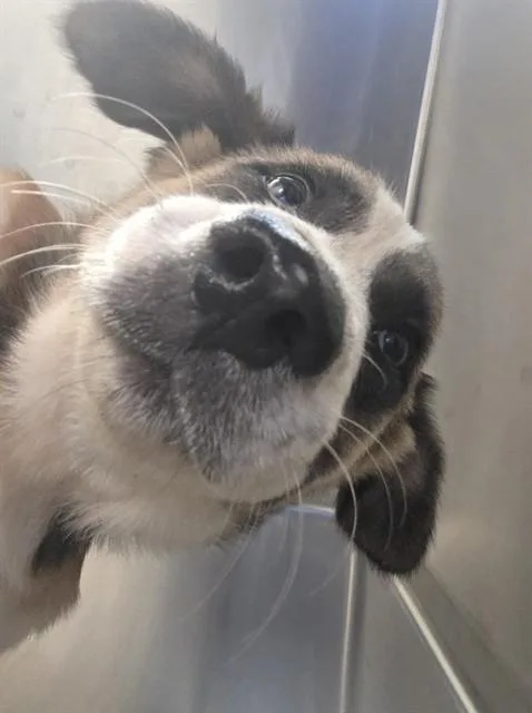 A baby small-sized male German Shepherd Dog dog named A for adoption in Tucson, AZ