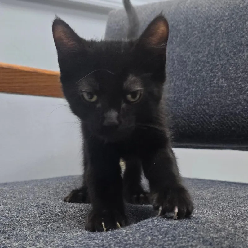 A baby medium-sized male Domestic Short Hair cat named Scary for adoption in Sunrise Beach, MO