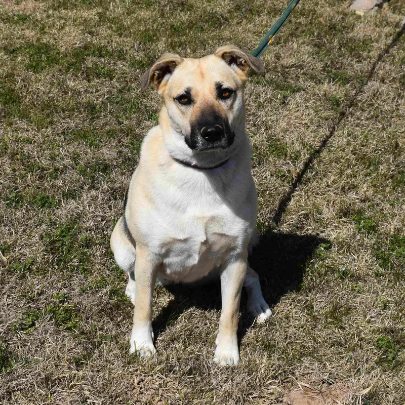 An adult medium-sized female Black Shepherd dog named Abby for adoption in Searcy, AR