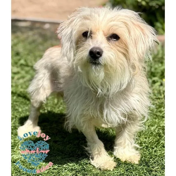 An adult small-sized male Yellow / Tan / Blond / Fawn Maltipoo dog named Da Baby for adoption in Inglewood, CA