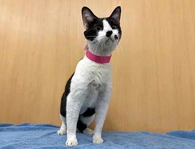 An adult medium-sized female Domestic Medium Hair cat named Indie for adoption in Saint Louis, MO