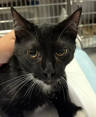 A baby medium-sized male Domestic Short Hair cat named Oreo Pretzel for adoption in Pensacola, FL
