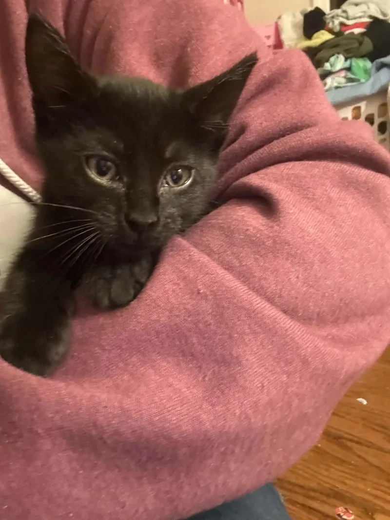 Bellatrix
