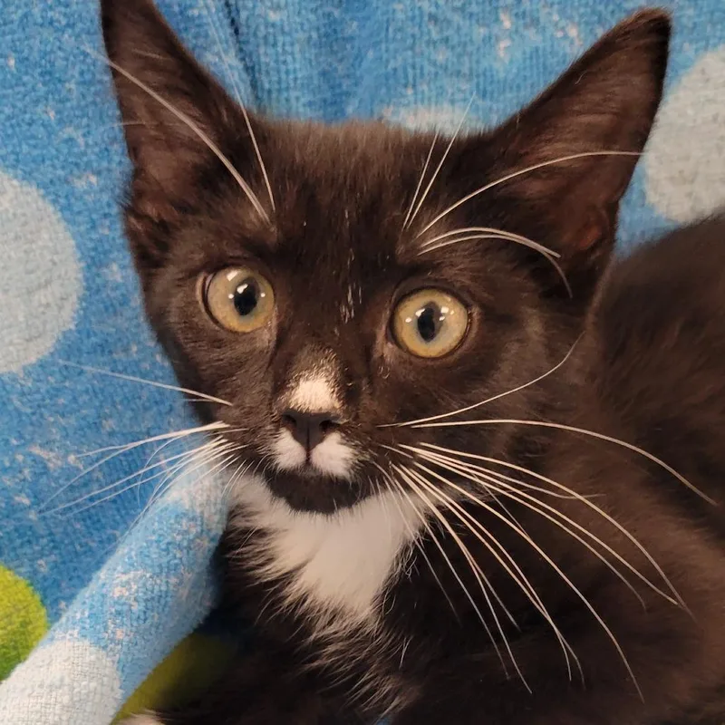 A baby small-sized female Black Domestic Short Hair cat named Puff for adoption in Milan, IL