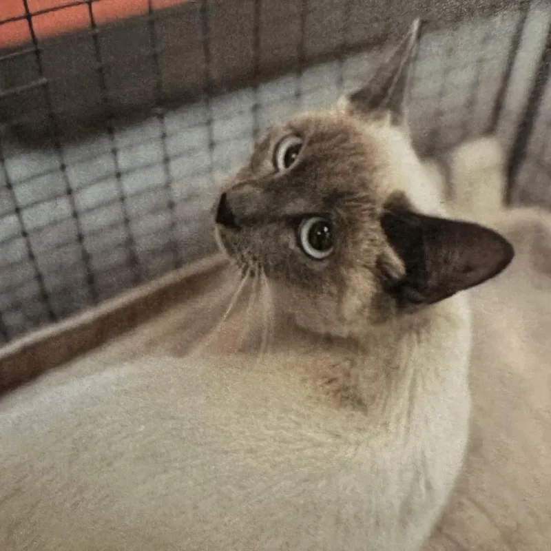 An adult medium-sized female Lilac Point Siamese cat named Paris for adoption in Los Angeles, CA