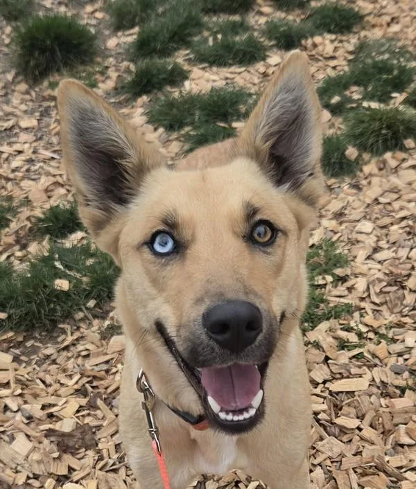 An adult medium-sized female German Shepherd Dog dog named Sierra for adoption in Salem, OR