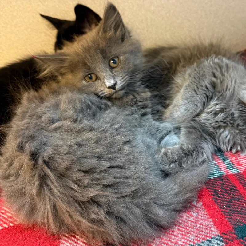 A baby small-sized male Domestic Long Hair cat named Ham Sammie for adoption in Pittsburgh, PA